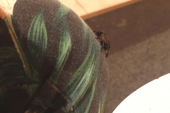 Nicrophorus germanicus