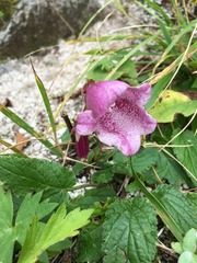 Campanula punctata hondoensis