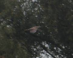 Nycticorax nycticorax