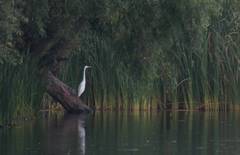 Ardea alba