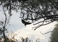 Nycticorax nycticorax