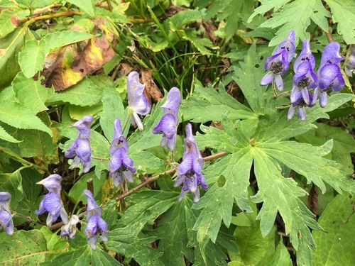 Aconitum senanense, photograph 5