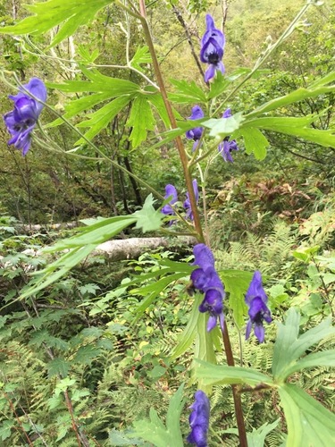 Aconitum senanense, photograph 6