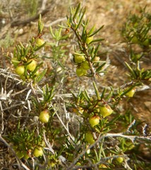 Dodonaea hexandra