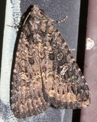 Condicinae