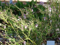 Pseudomisopates rivas-martinezii