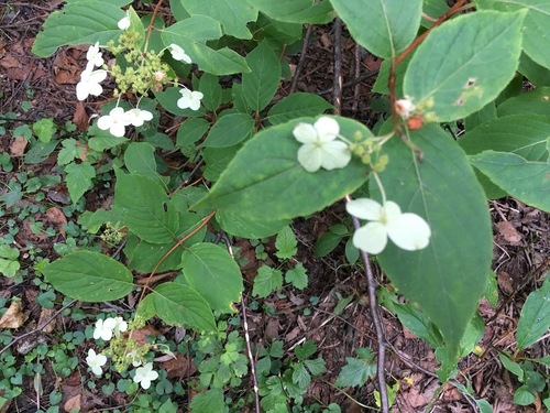 Hydrangea paniculata