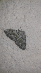 Cleorodes lichenaria