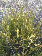 Thesium microcarpum