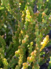 Thesium microcarpum