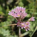 Allium kunthianum - Photo (c) ocanire, some rights reserved (CC BY-NC), uploaded by ocanire