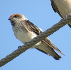 Petrochelidon fluvicola