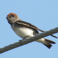 Petrochelidon fluvicola