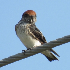 Petrochelidon fluvicola