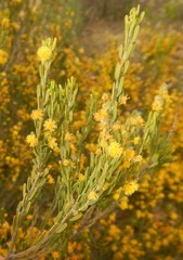 Acacia lineata