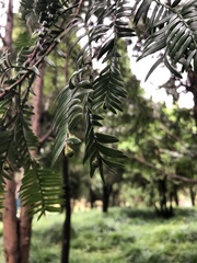Taxus chinensis