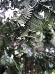 Taxus chinensis