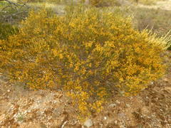 Acacia lineata