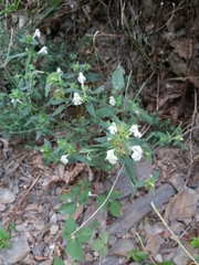 Galeopsis segetum