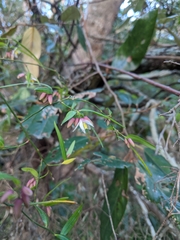 Geitonoplesium cymosum