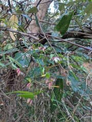 Geitonoplesium cymosum