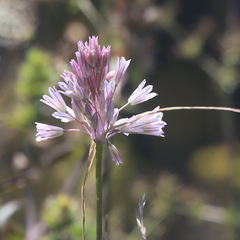 Allium kunthianum