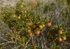 Dodonaea hexandra