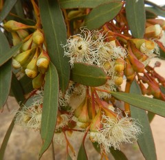 Eucalyptus calycogona