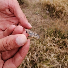 Platycleis romana