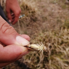 Platycleis romana