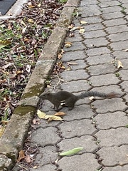 Callosciurus notatus