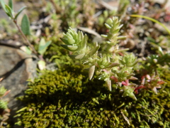 Crassula colorata
