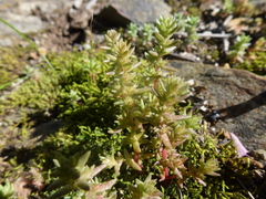 Crassula colorata