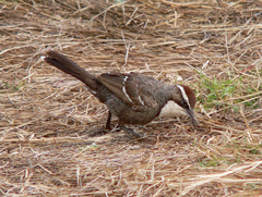 Pomatostomus ruficeps