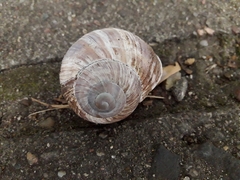 Helix pomatia