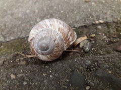 Helix pomatia