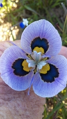 Moraea villosa