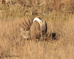 Centrocercus urophasianus