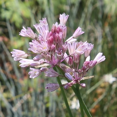 Allium kunthianum