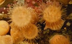 Bunodactis chrysobathys