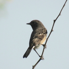 Saxicola maurus
