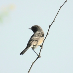 Saxicola maurus