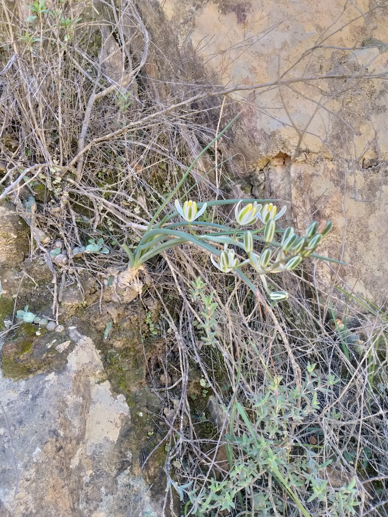 Albuca setosa, Kannaland Local Municipality, South Africa