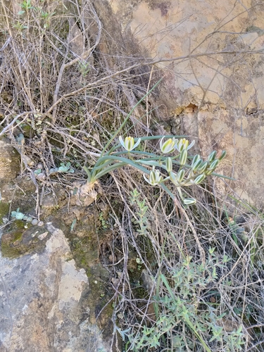Albuca setosa