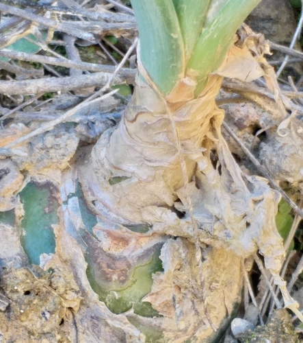 Albuca setosa