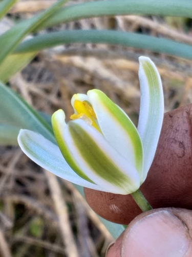 Albuca setosa