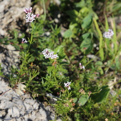 Asperula supina