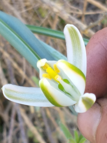 Albuca setosa