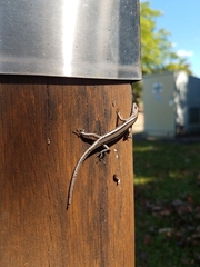 Cryptoblepharus virgatus