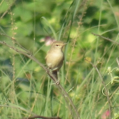 Iduna caligata